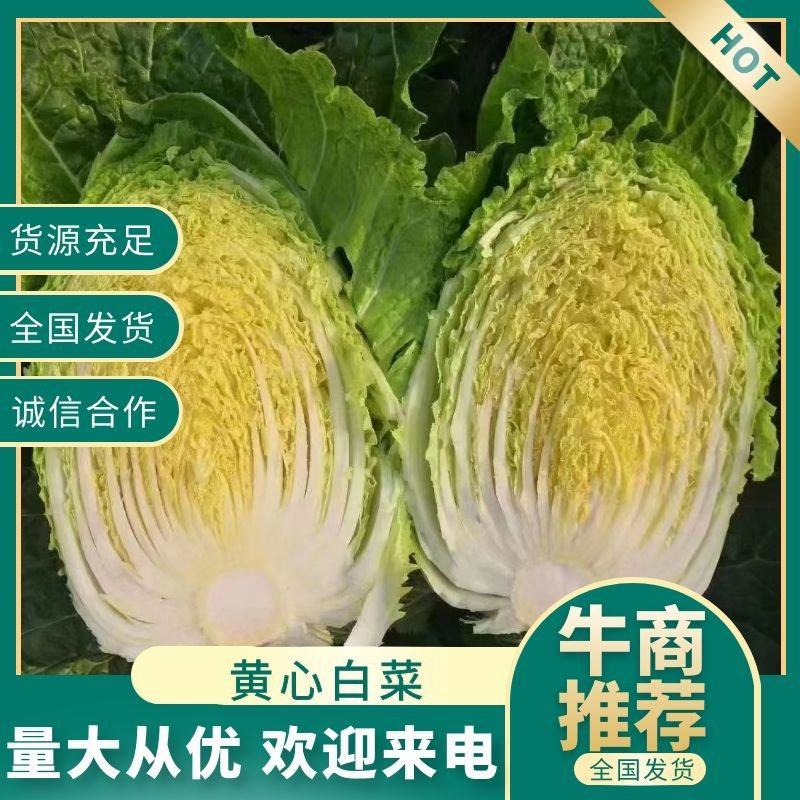 山地黄金黄心大白菜冷库预冷大白菜欢迎来电咨询