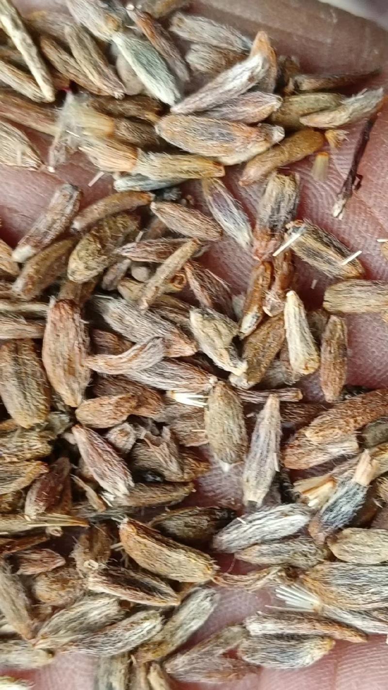 出售纯新改良白术种子