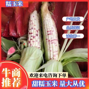 湖北花糯玉米,白糯黄甜糯玉米基地直发