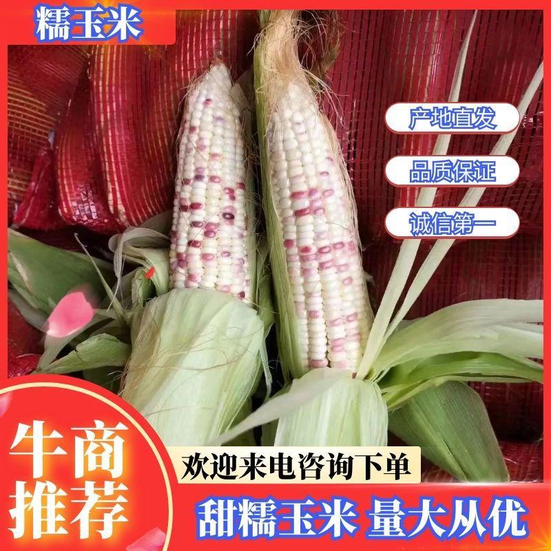 湖北花糯玉米，白糯黄甜糯玉米基地直发