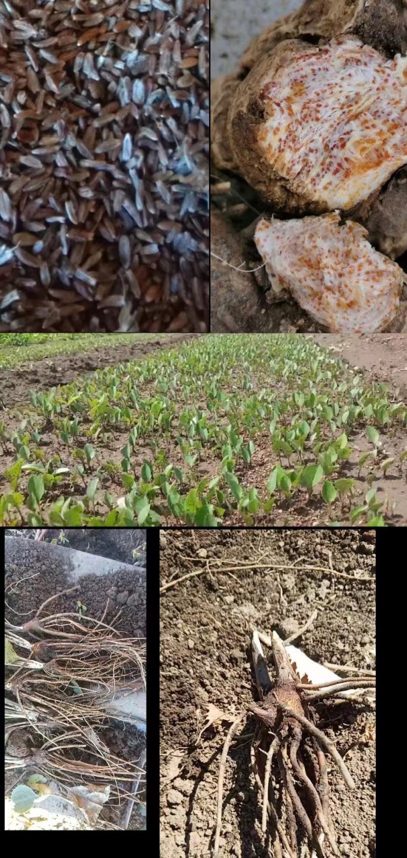 朱砂点苍术，两年苗，价格优惠，质量保证，量大从优电联