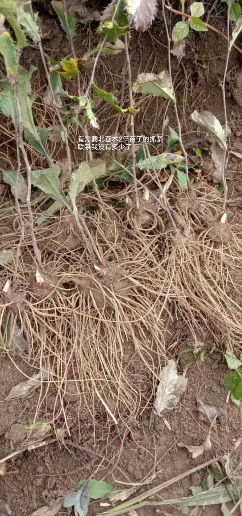 朱砂点苍术，两年苗，价格优惠，质量保证，量大从优电联