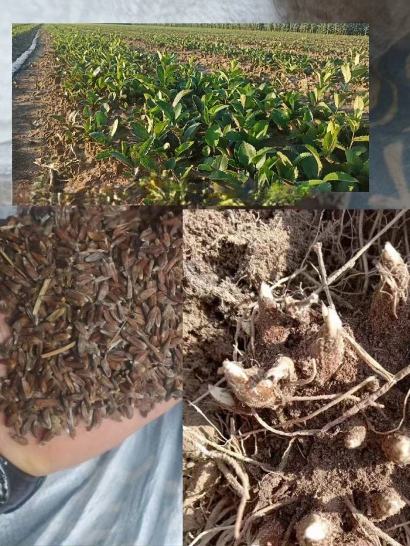 朱砂点苍术，两年苗，价格优惠，质量保证，量大从优电联