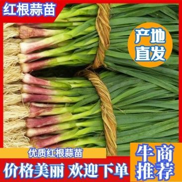 湖北红根蒜苗，新鲜现挖可分拣可配货欢迎来电咨询