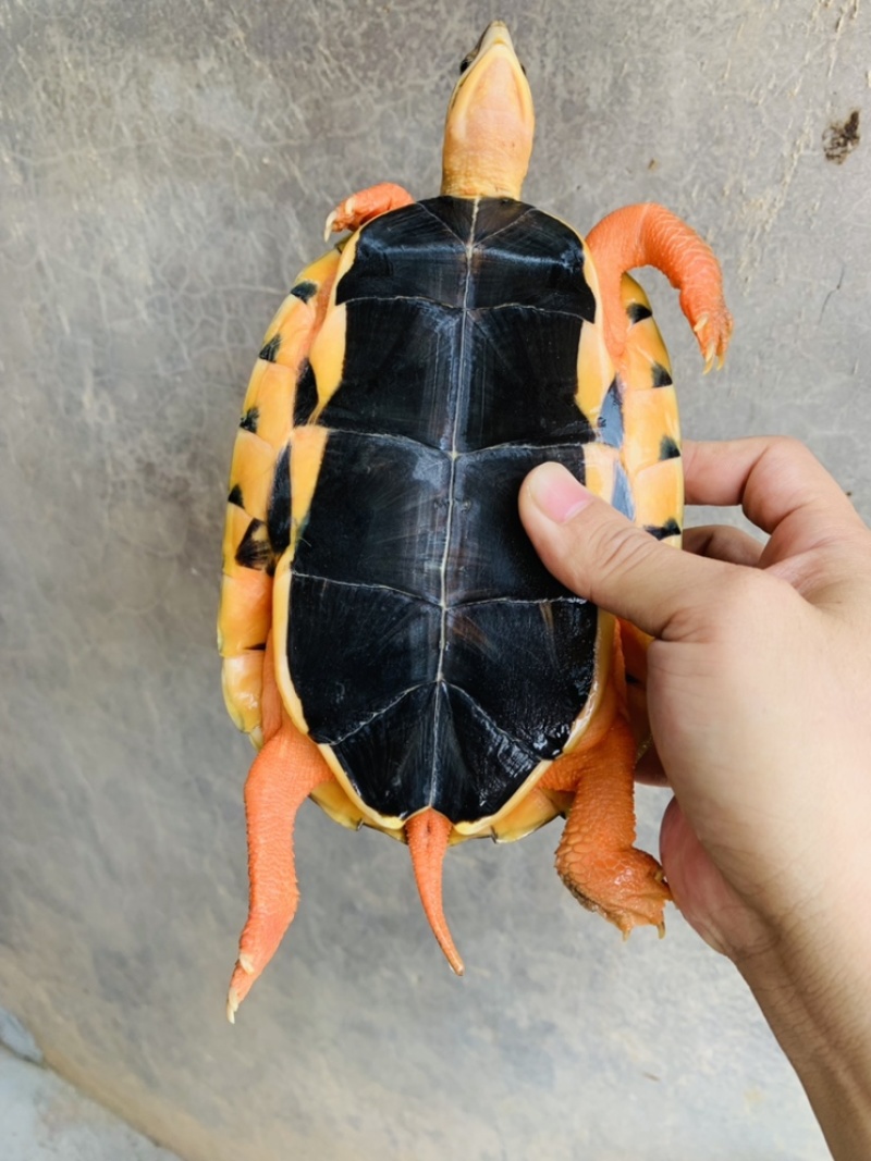 西线海南大黄头