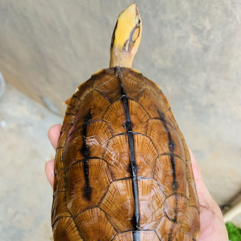 西线海南大黄头公，金灿灿，猛公一枚