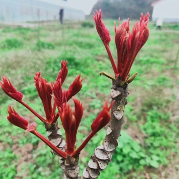 香椿芽