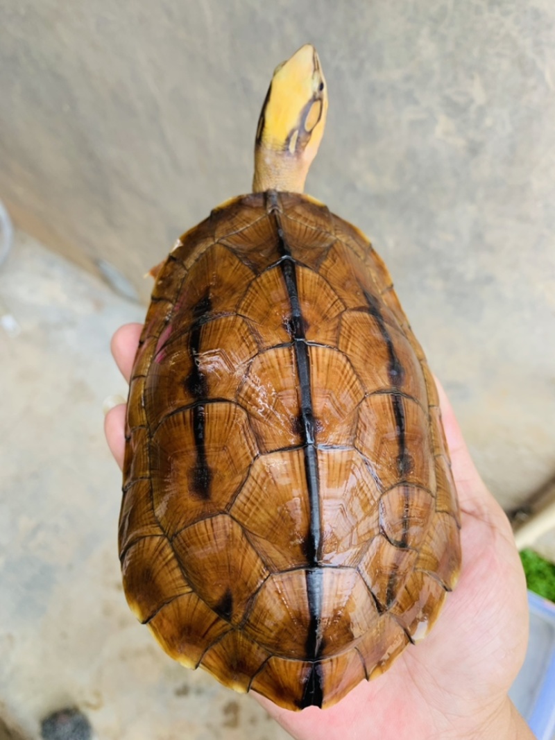 西线海南大黄头公，金灿灿，猛公一枚