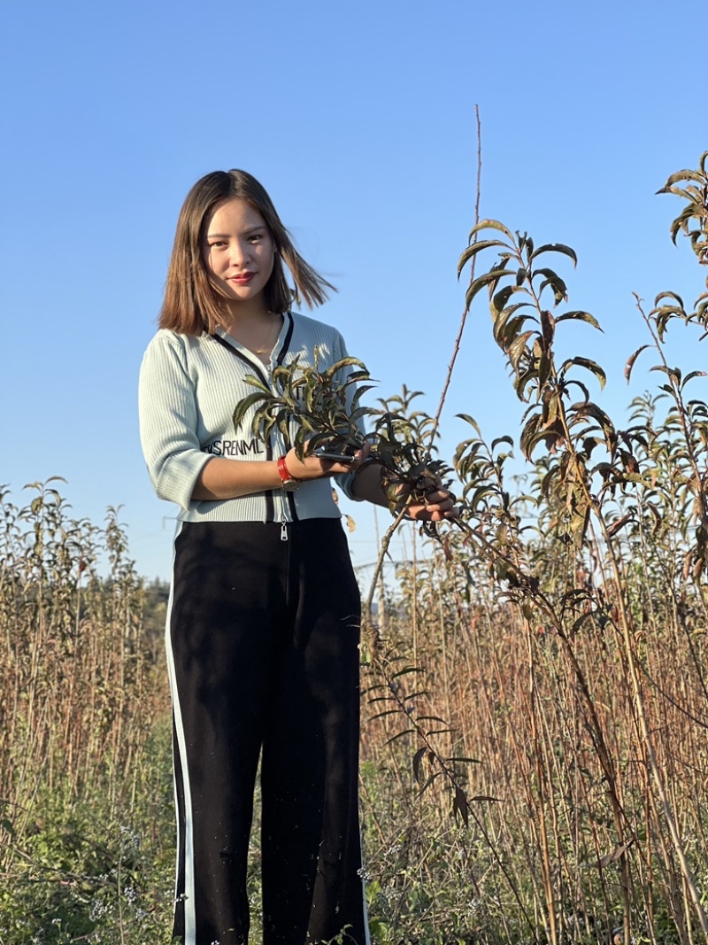 蜂糖李子苗自家种植货源充足欢迎前来选购！