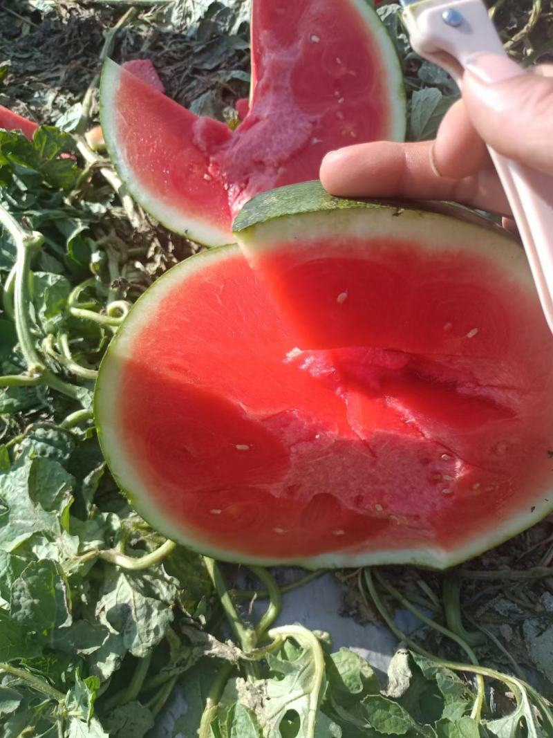 海南花无籽西瓜电商超市市场批发口感脆甜保质保量