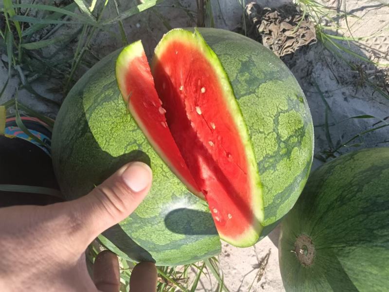 海南花无籽西瓜电商超市市场批发口感脆甜保质保量