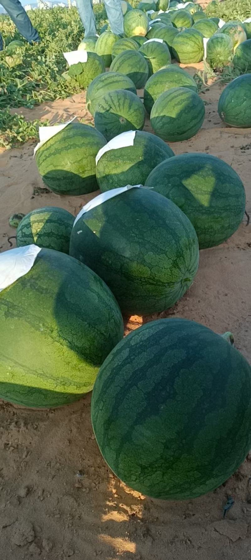 海南花无籽西瓜电商超市市场批发口感脆甜保质保量