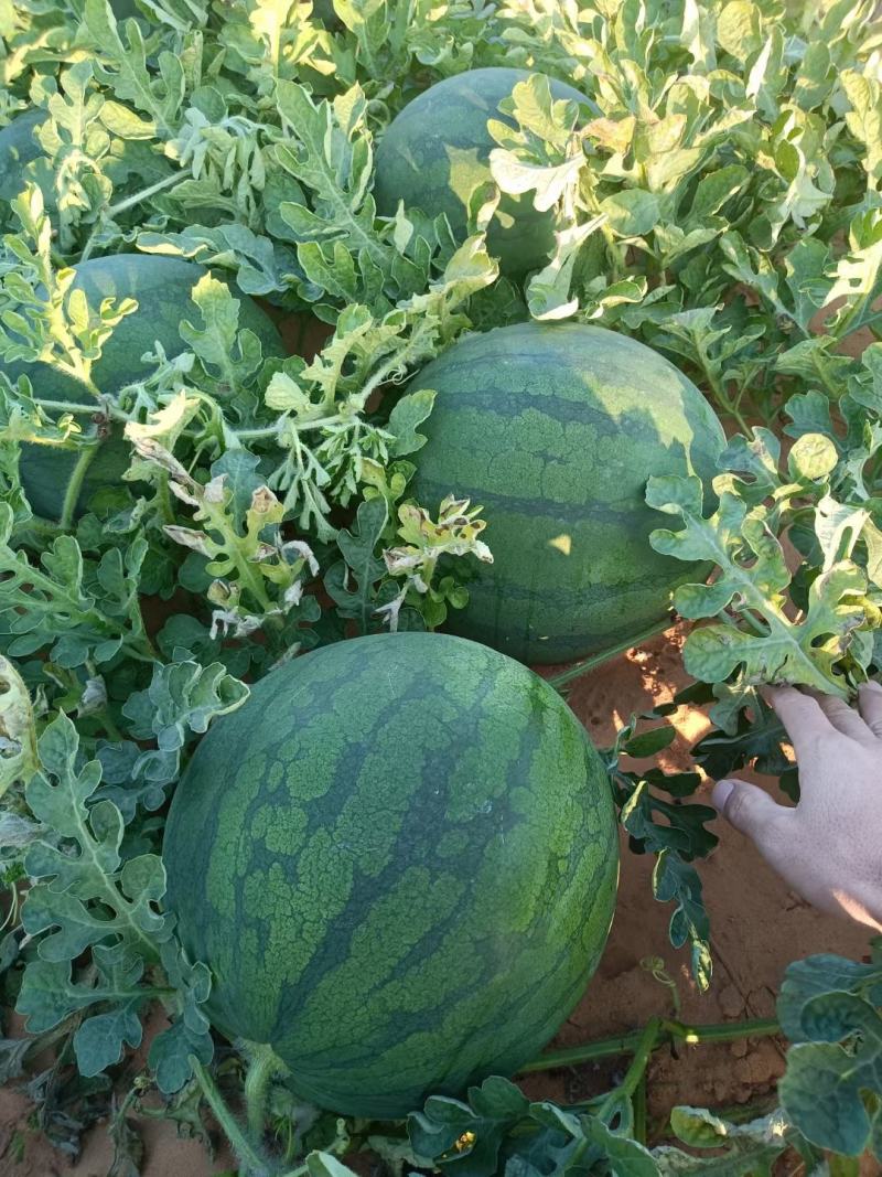 海南花无籽西瓜电商超市市场批发口感脆甜保质保量