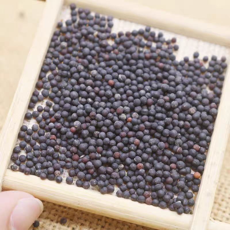 生王不留行祥泰药材栈中药材批发零售实物拍摄量多