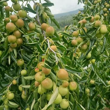 冬枣树苗，自家承种基地现在大量上市，品种齐全，基地现发