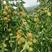 冬枣树苗，自家承种基地现在大量上市，品种齐全，基地现发