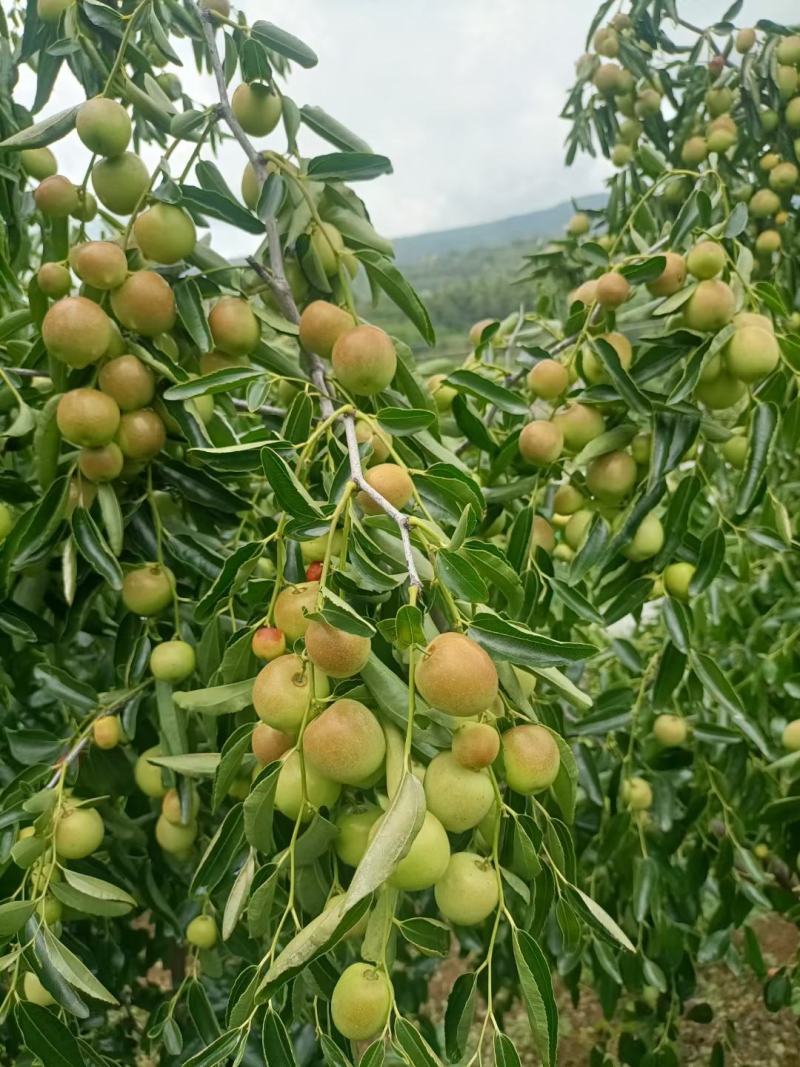 嫁接冬枣树苗，自家承种基地大量上市，品种齐全，基地现发