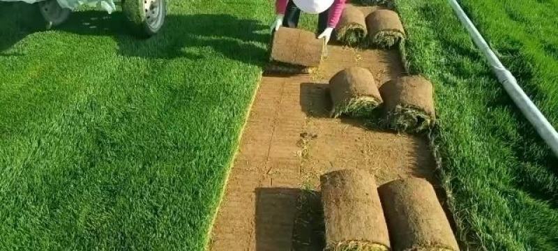 四季青草坪