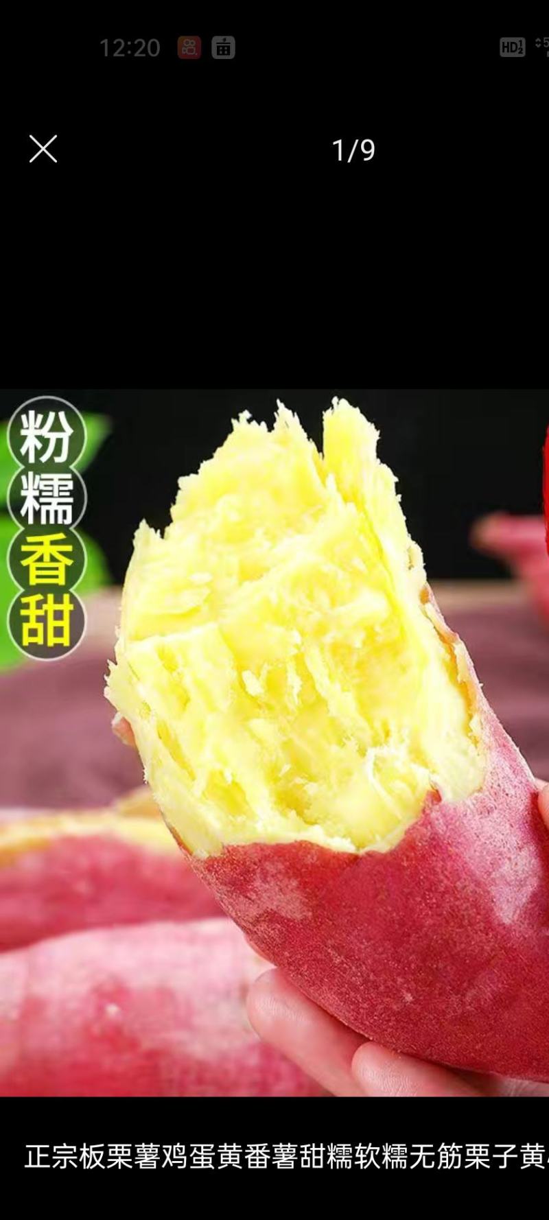 板栗薯原叶紫罗兰