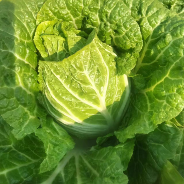 大理白菜大量上市中价格便宜