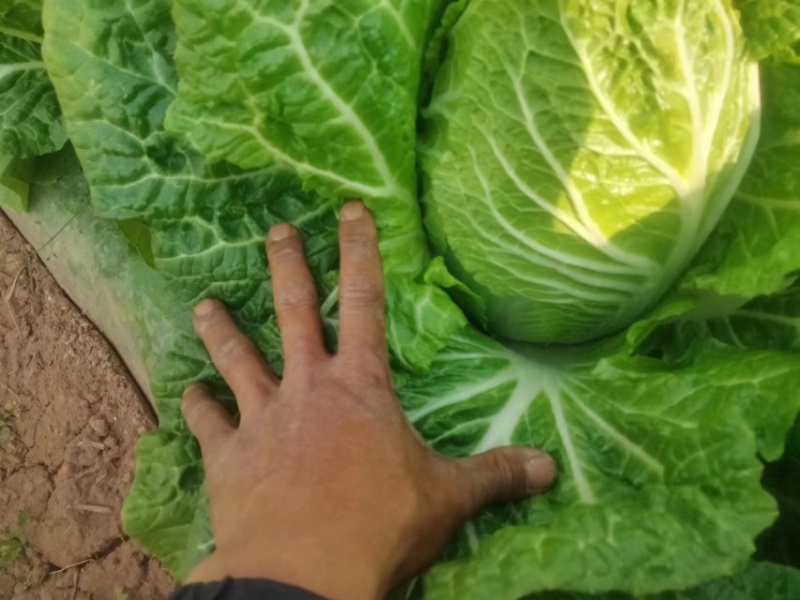 大理白菜大量上市中价格便宜