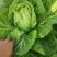 大理白菜大量上市中价格便宜