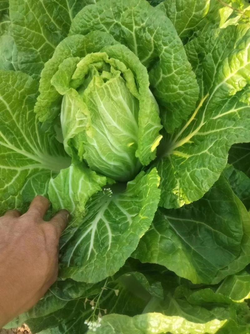大理白菜大量上市中价格便宜