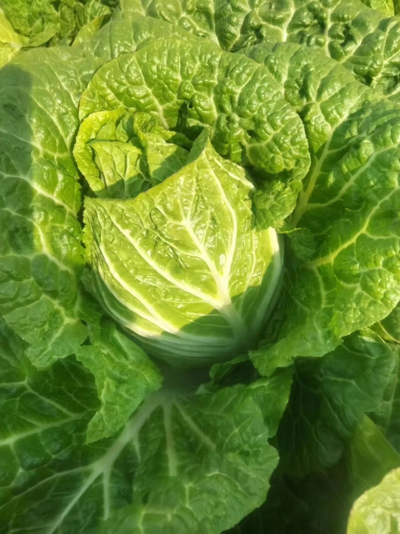 大理白菜大量上市中价格便宜