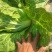 大理白菜大量上市中价格便宜