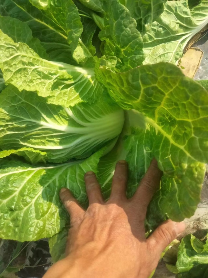大理白菜大量上市中价格便宜