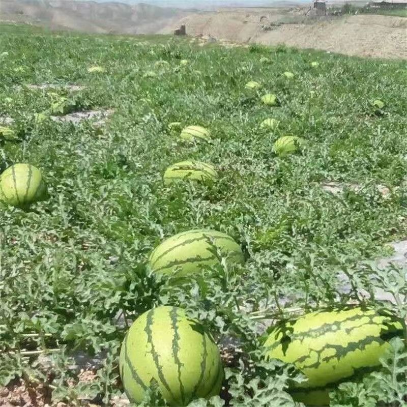 石头瓜基地直供大量上市欢迎咨询下单量大从优