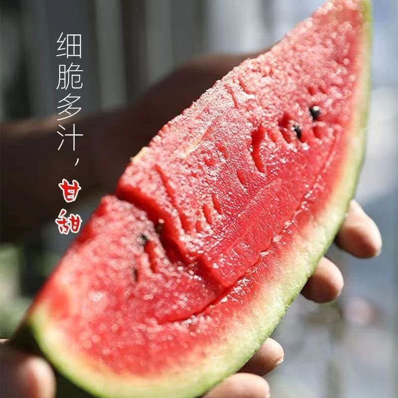 石头瓜基地直供大量上市欢迎咨询下单量大从优