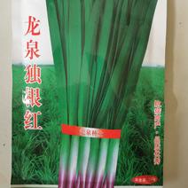 紫根韭菜种子早春种植独根红韭菜籽抗病耐热宽叶生长快