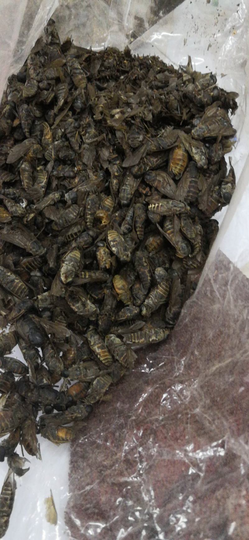 特大牛氓虫牛蝇单个足两公分特大个欢迎选购一公斤一袋
