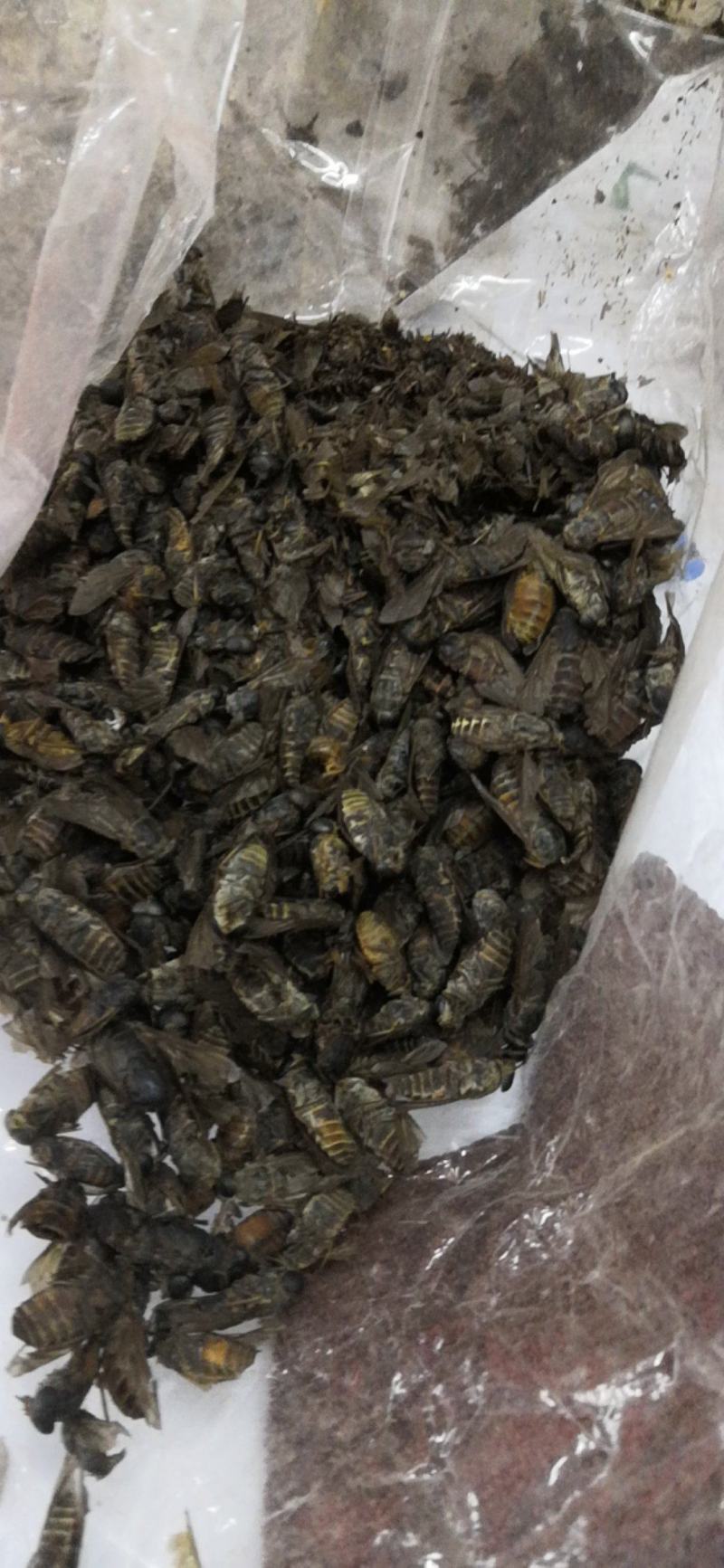 特大牛氓虫牛蝇单个足两公分特大个欢迎选购一公斤一袋