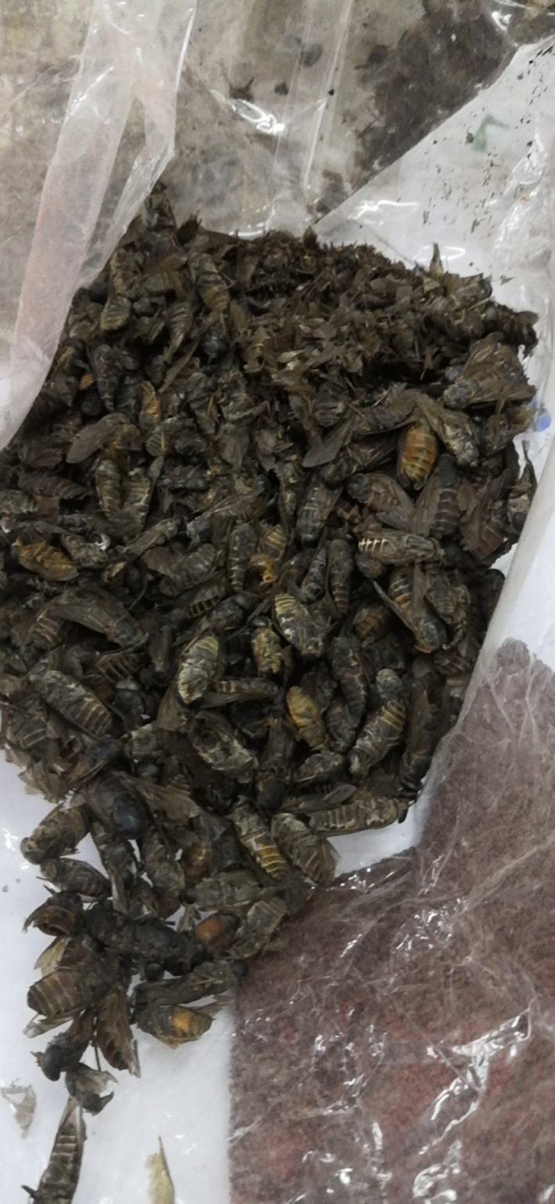 特大牛氓虫牛蝇单个足两公分特大个欢迎选购一公斤一袋