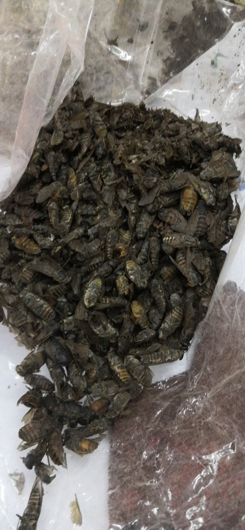 特大牛氓虫牛蝇单个足两公分特大个欢迎选购一公斤一袋