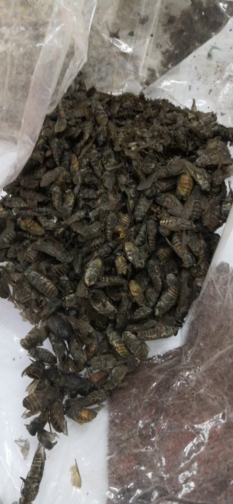 特大牛氓虫牛蝇单个足两公分特大个欢迎选购一公斤一袋