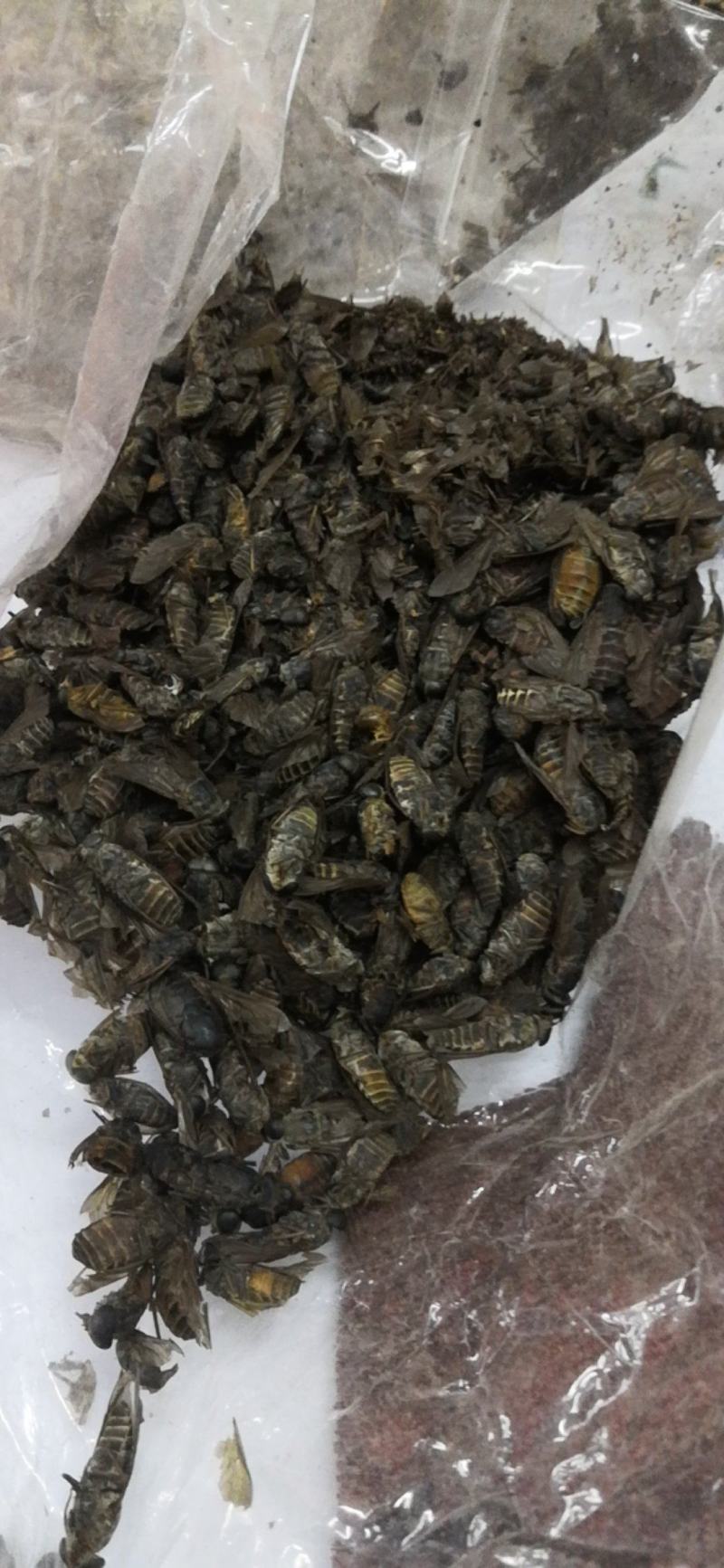 特大牛氓虫牛蝇单个足两公分特大个欢迎选购一公斤一袋