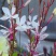 山桃草种子，紫叶千鸟花种子四季庭院盆栽绿化花种籽子易活批