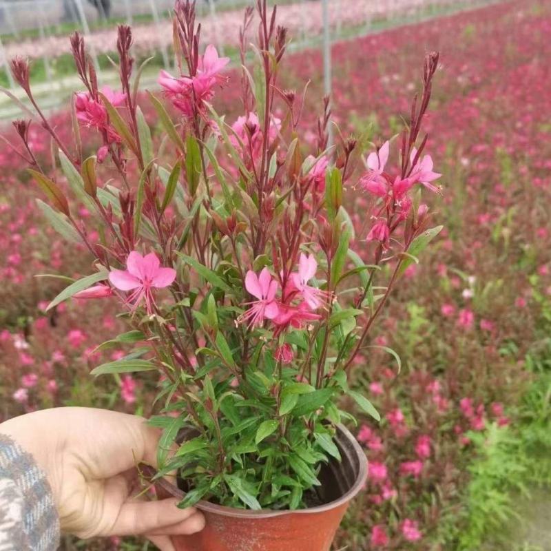 山桃草种子，紫叶千鸟花种子四季庭院盆栽绿化花种籽子易活批