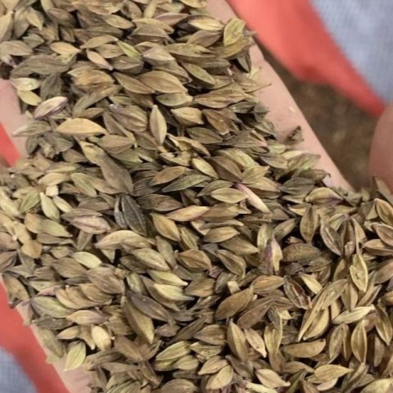 山桃草种子，紫叶千鸟花种子四季庭院盆栽绿化花种籽子易活批