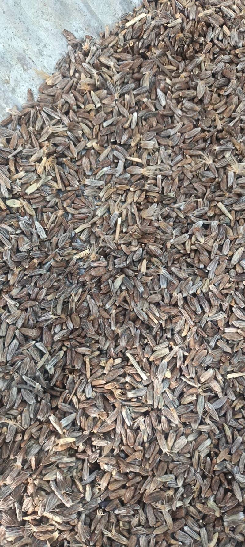 白茬种子，一手货源，量大从优，欢迎来电订购
