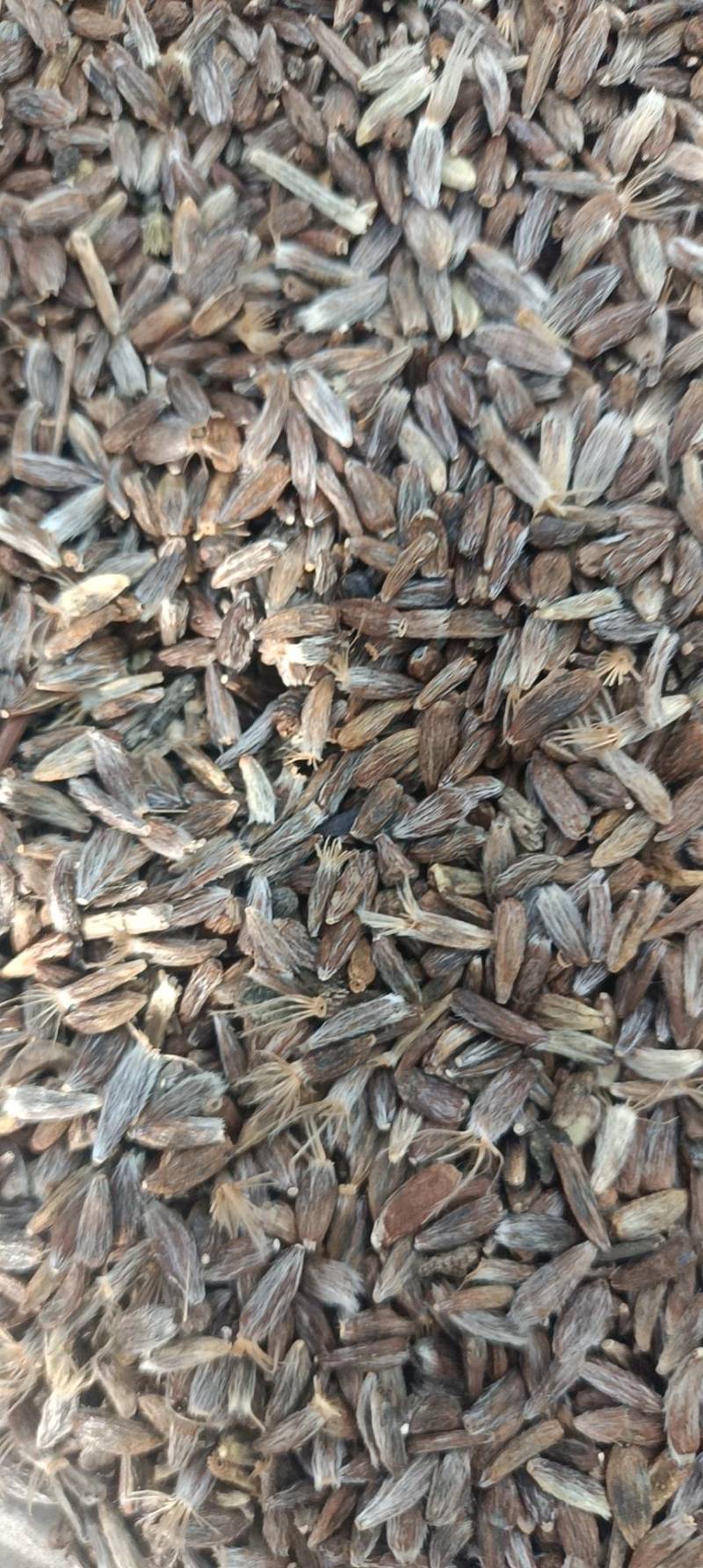 白茬种子，一手货源，量大从优，欢迎来电订购