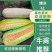 博洋61甜瓜博洋甜瓜实力代办社区团购电一件代发