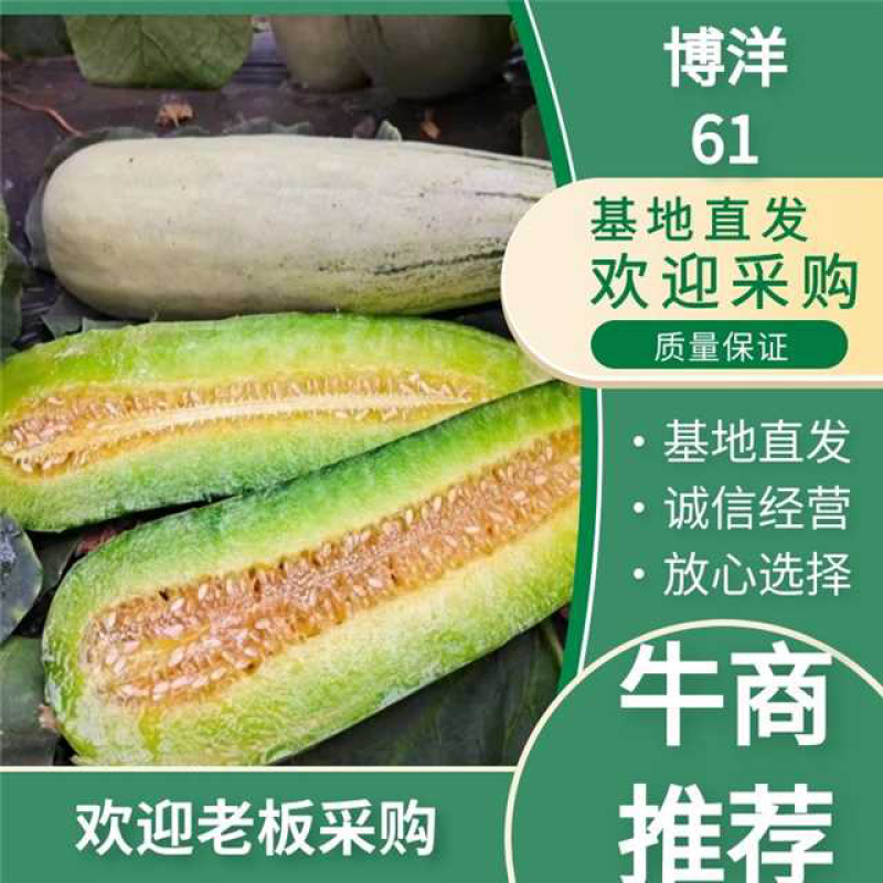 博洋61甜瓜博洋甜瓜实力代办社区团购电一件代发