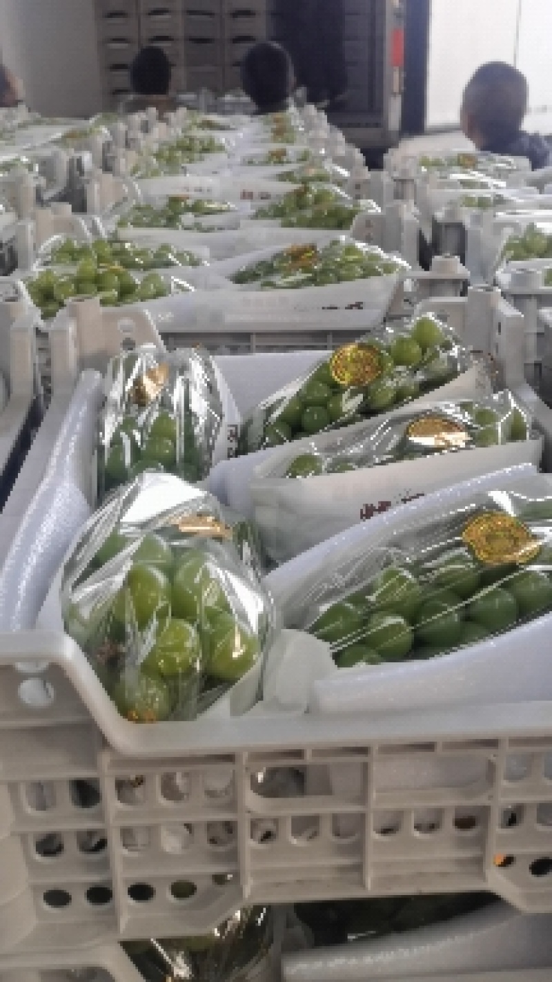 阳光玫瑰礼盒装货源充足，价格优惠质量保证大量出货中