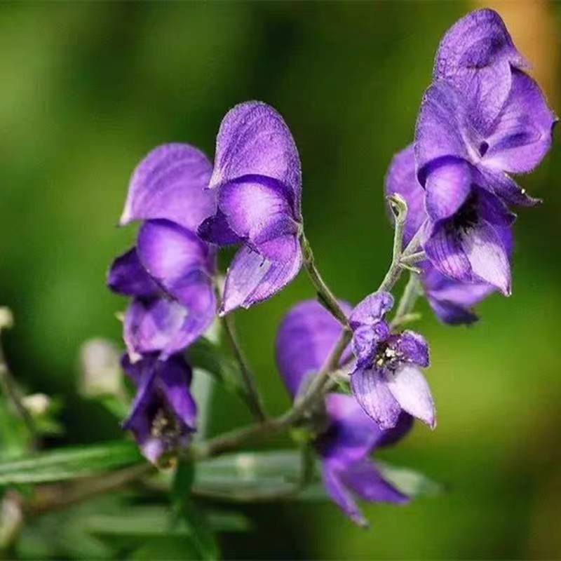 东北野生北乌头种子中草药植物南北方庭院盆栽地载观赏新奇花