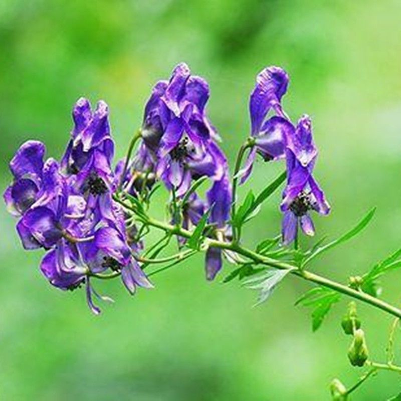 东北野生北乌头种子中草药植物南北方庭院盆栽地载观赏新奇花