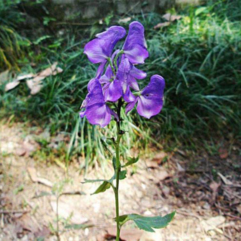 东北野生北乌头种子中草药植物南北方庭院盆栽地载观赏新奇花